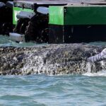 Multimilijonieriai susivienija, siekdami išgelbėti paplūdimyje esantį banginį Vokietijoje – Nacionalinis