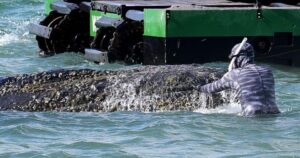 Multimilijonieriai susivienija, siekdami išgelbėti paplūdimyje esantį banginį Vokietijoje – Nacionalinis